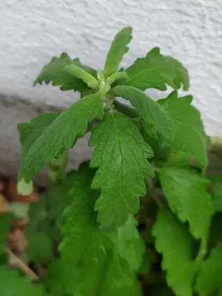 Blue mist spirea (Caryopteris x clandonensis) — mature form