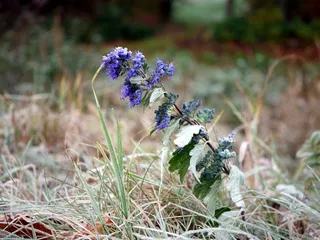 Blue mist spirea (Caryopteris x clandonensis) — foliage