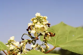 Chinese Catalpa (Catalpa ovata), fall color