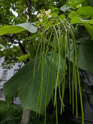 Chinese Catalpa (Catalpa ovata), foliage