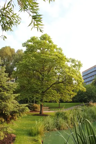 Chinese Catalpa (Catalpa ovata), mature form