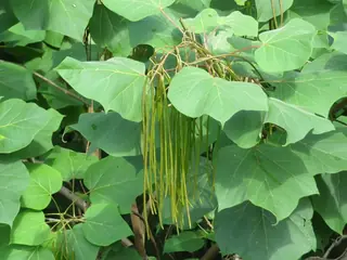Catalpa — Chinese