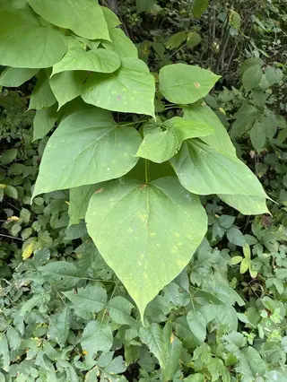 Catalpa — Chinese (Catalpa ovata) — mature form