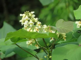 Catalpa — Chinese (Catalpa ovata) — foliage