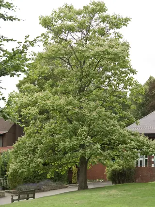 Catalpa, Chinese