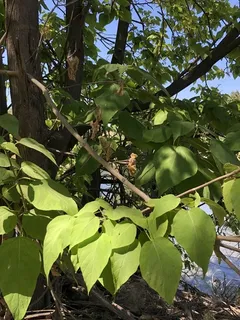 Catalpa — Northern/Western, HEARTLAND®