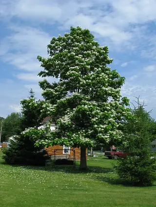Catalpa, Northern/Western, HEARTLAND® (Catalpa speciosa), foliage