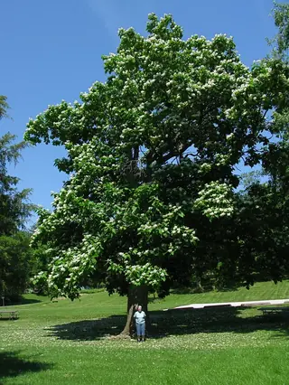 Catalpa, Northern/Western, HEARTLAND® (Catalpa speciosa), bloom
