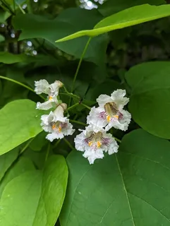 Catalpa — Northern/Western, HEARTLAND® (Catalpa speciosa) — mature form
