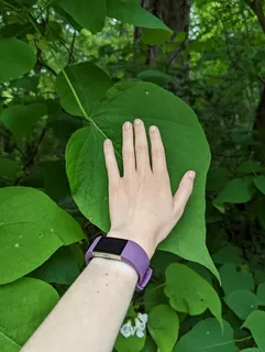 Catalpa — Northern/Western, HEARTLAND® (Catalpa speciosa) — foliage