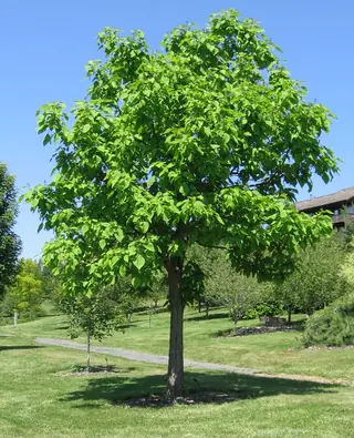 Catalpa, Northern/Western, HEARTLAND®