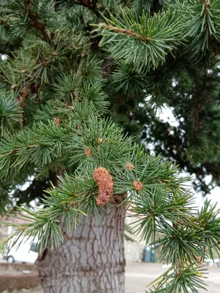 Cedar — Cedar of Lebanon