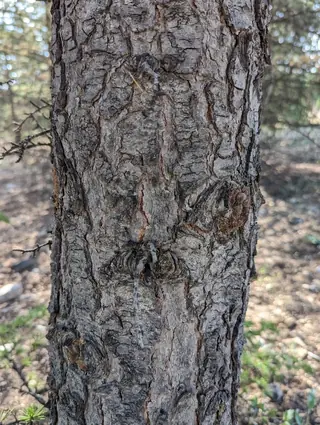 Cedar — Cedar of Lebanon (Cedrus libani) — mature form