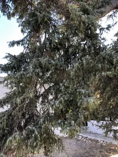 Cedar — Cedar of Lebanon (Cedrus libani) — foliage