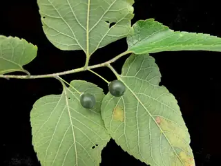 Hackberry — Common Hackberry, PRAIRIE SENTINEL® (Celtis occidentalis)
