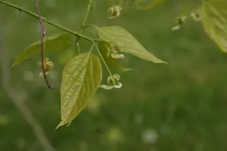 Hackberry flower
