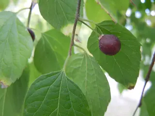 Common Hackberry (Celtis occidentalis), foliage