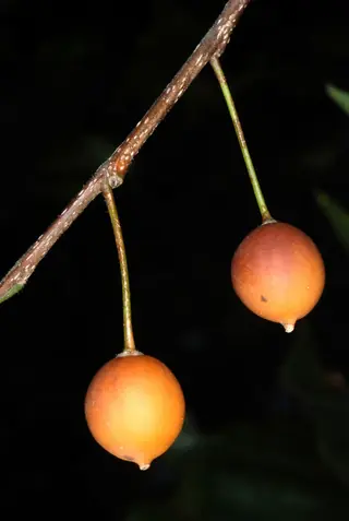 Hackberry — Common Hackberry, PRAIRIE SENTINEL® (Celtis occidentalis) — mature form
