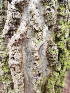 Hackberry — Common Hackberry, PRAIRIE SENTINEL® (Celtis occidentalis) — bloom