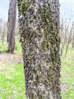 Hackberry — Common Hackberry, PRAIRIE SENTINEL® (Celtis occidentalis) — fall color