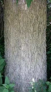 Hackberry — Common Hackberry, PRAIRIE SENTINEL® (Celtis occidentalis) — habit