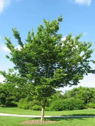 Hackberry — Common Hackberry, PRAIRIE SENTINEL®