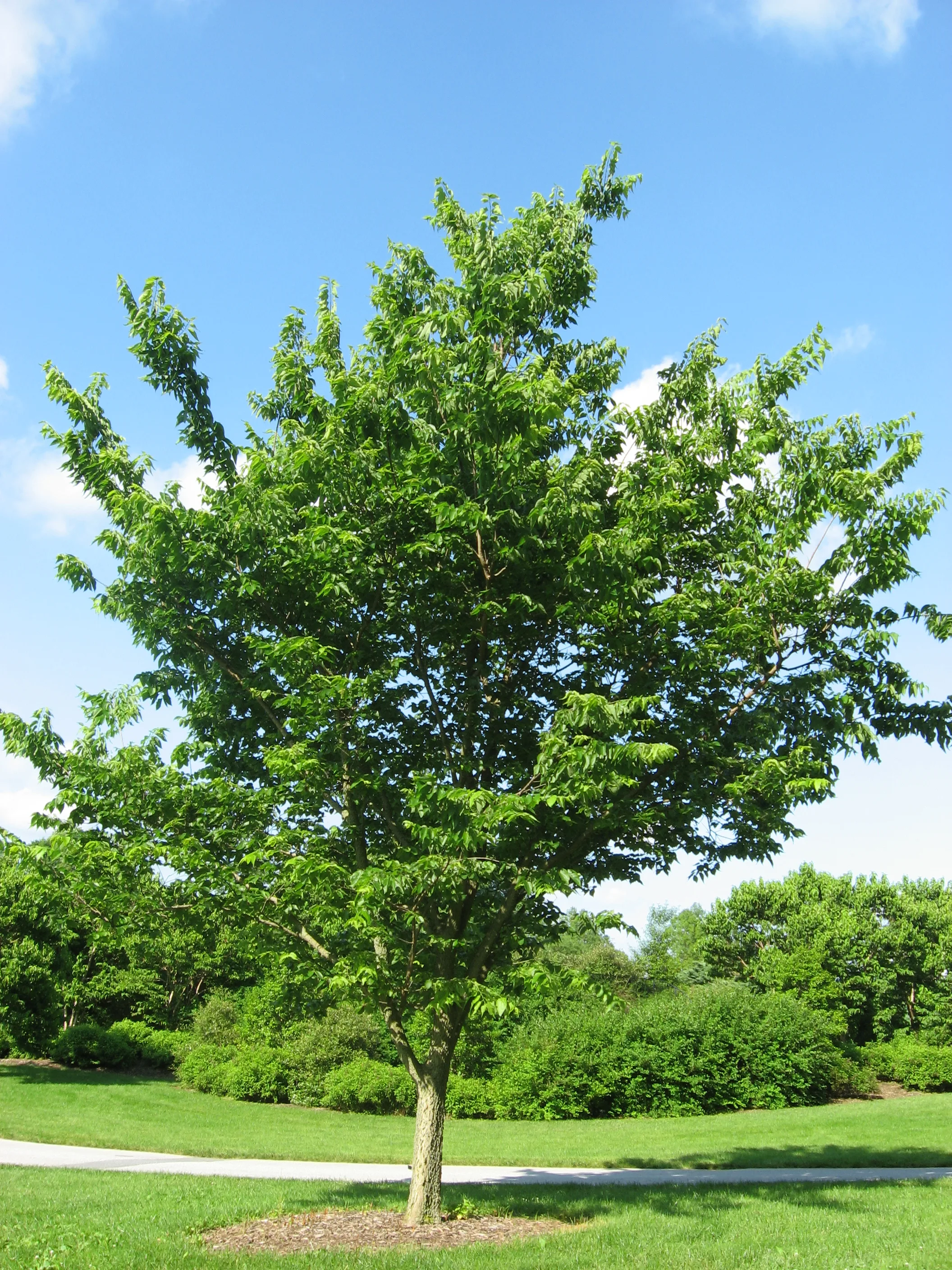 Hackberry