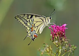 Jupiter’s beard (Centranthus ruber) — mature form