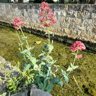 Jupiter’s beard (Centranthus ruber) — foliage