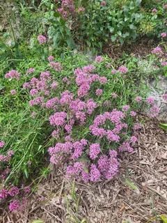 Jupiter’s beard (Centranthus ruber) — bloom