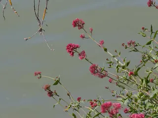 Jupiter’s beard (Centranthus ruber) — fall color