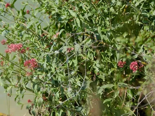 Jupiter’s beard (Centranthus ruber) — habit