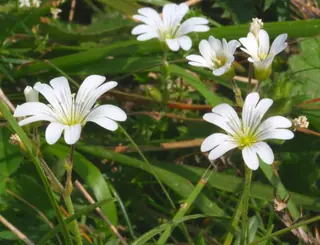 alpine mouse-ear