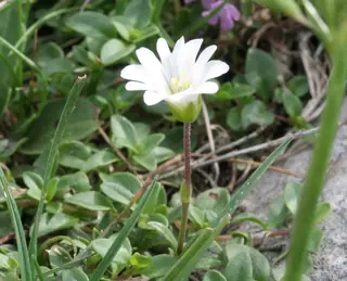 alpine mouse-ear (Cerastium alpinum) — mature form