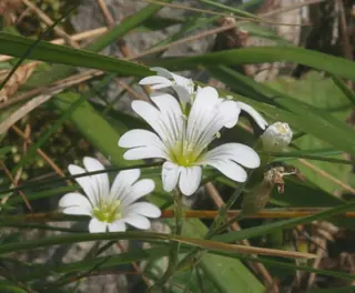 alpine mouse-ear (Cerastium alpinum) — foliage