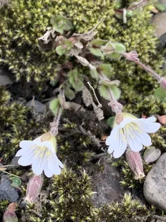 alpine mouse-ear (Cerastium alpinum) — bloom