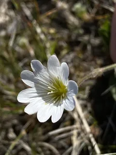 alpine mouse-ear (Cerastium alpinum) — fall color