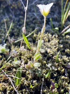 alpine mouse-ear (Cerastium alpinum) — habit