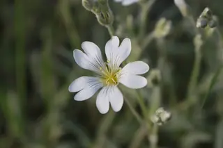 Snow-in-summer (compact form)