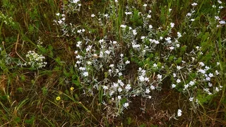 Snow-in-summer (compact form) (Cerastium tomentosum) — mature form