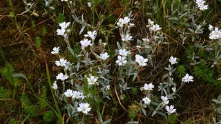 Snow-in-summer (compact form) (Cerastium tomentosum) — foliage