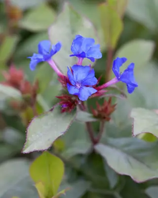 Plumbago