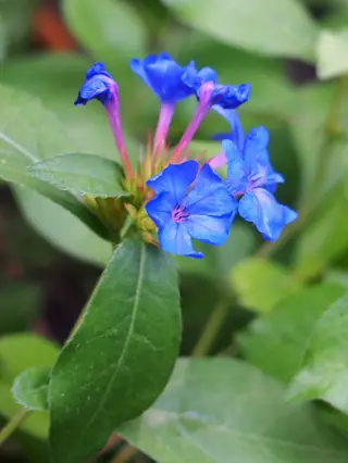 Plumbago (Ceratostigma plumbaginoides) — mature form