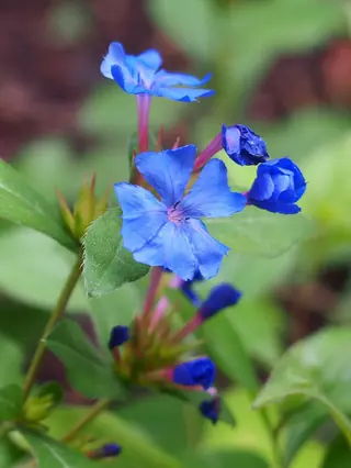 Plumbago (Ceratostigma plumbaginoides) — foliage