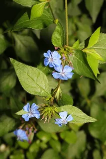 Plumbago (Ceratostigma plumbaginoides) — bloom