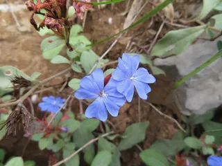 Plumbago (Ceratostigma plumbaginoides) — fall color