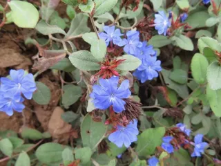 Plumbago (Ceratostigma plumbaginoides) — habit