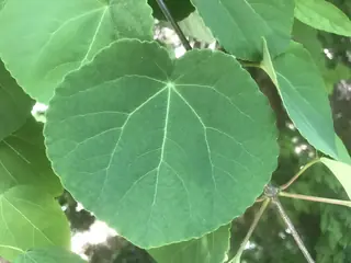 Katsura — Katsura Tree