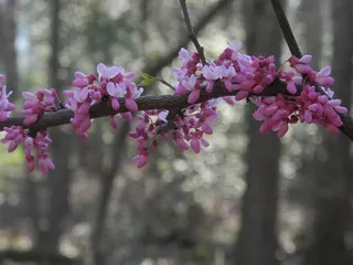 Redbud — 'Ruby Falls' (Cercis canadensis) — mature form