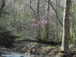 Redbud — 'Ruby Falls' (Cercis canadensis) — foliage